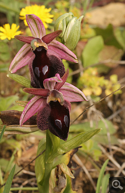 Ophrys argolica x Ophrys ferrum-equinum, Ampelokipi.