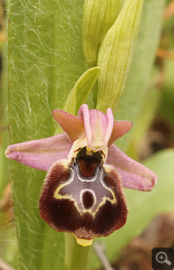 Ophrys argolica x Ophrys ulyssea, Ampelokipi.