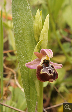 Ophrys argolica x Ophrys ulyssea, Ampelokipi.