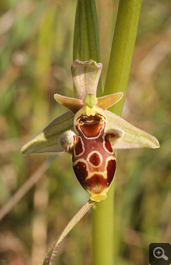 Ophrys attica x Ophrys oestrifera, Litochoro.