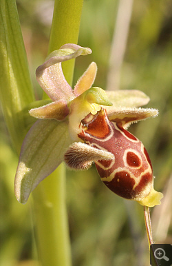 Ophrys attica x Ophrys oestrifera, Litochoro.