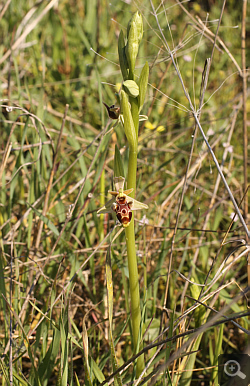 Ophrys attica x Ophrys oestrifera, Litochoro.