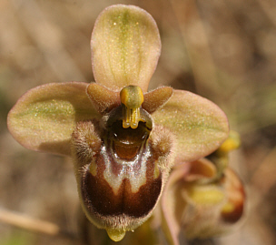 Ophrys bombyliflora x Ophrys neglecta, bei Ortuabis.