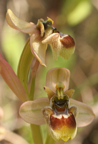 Ophrys bombyliflora x Ophrys neglecta, bei Ortuabis.