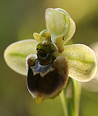 Ophrys bombyliflora x Ophrys neglecta, south of Iglesias.