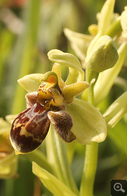 Ophrys attica x Ophrys bombyliflora, Militsa.