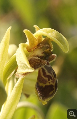 Ophrys attica x Ophrys bombyliflora, Militsa.