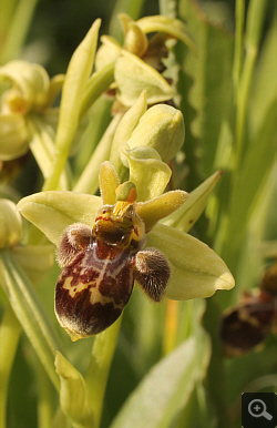 Ophrys attica x Ophrys bombyliflora, Militsa.