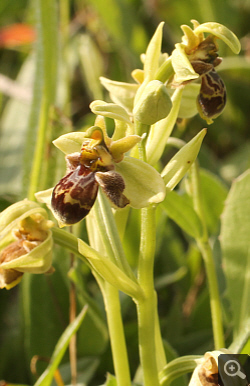 Ophrys attica x Ophrys bombyliflora, Militsa.