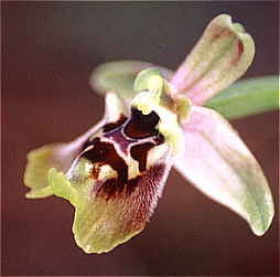Ophrys bornmuelleri x Ophrys umbilicata, Souni.