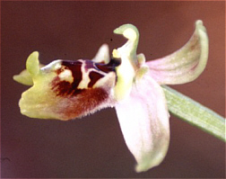 Ophrys bornmuelleri x Ophrys umbilicata, Souni.