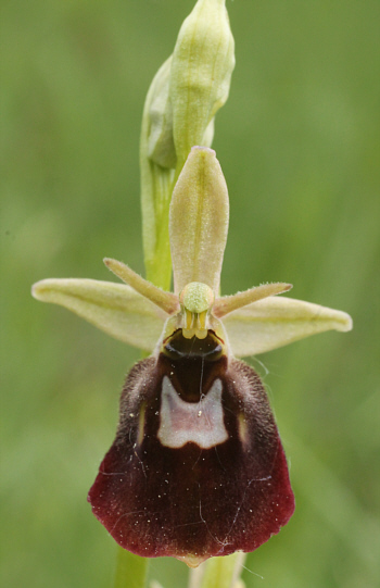 Ophrys fuciflora x Ophrys insectifera, south of Augsburg.