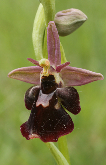 Ophrys fuciflora x Ophrys insectifera, south of Augsburg.