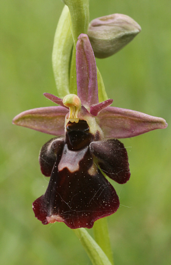 Ophrys fuciflora x Ophrys insectifera, südlich Augsburg.