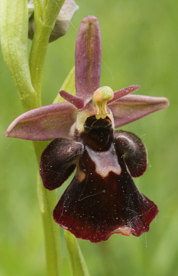 Ophrys fuciflora x Ophrys insectifera, südlich Augsburg.
