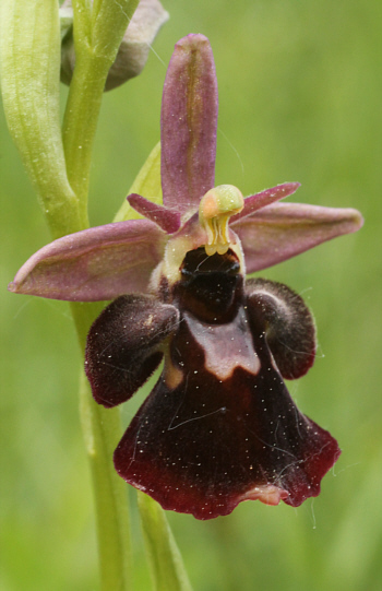 Ophrys fuciflora x Ophrys insectifera, south of Augsburg.