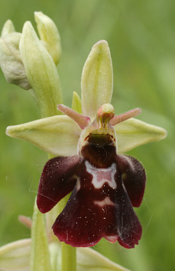 Ophrys fuciflora x Ophrys insectifera, südlich Augsburg.