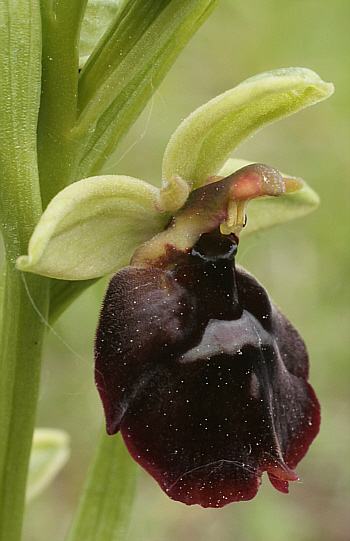 Ophrys fuciflora x Ophrys insectifera, south of Augsburg.