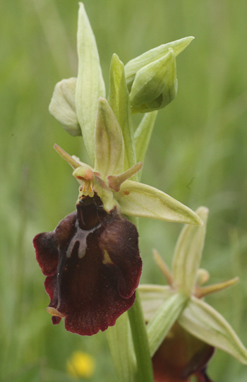 Ophrys fuciflora x Ophrys insectifera, south of Augsburg.