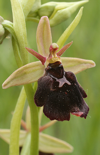 Ophrys fuciflora x Ophrys insectifera, südlich Augsburg.