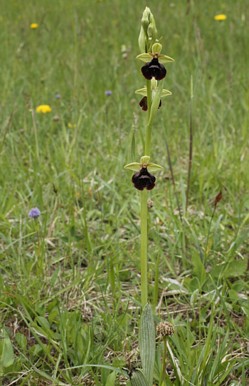 Ophrys fuciflora x Ophrys insectifera, südlich Augsburg.