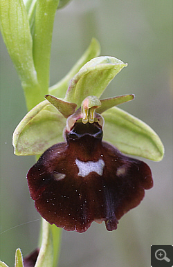 Ophrys fuciflora x Ophrys insectifera, district Göppingen.