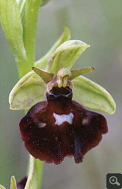 Ophrys fuciflora x Ophrys insectifera, Landkreis Göppingen.