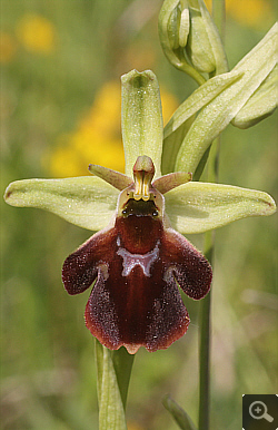 Ophrys fuciflora x Ophrys insectifera, Landkreis Göppingen.