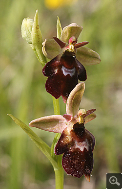 Ophrys fuciflora x Ophrys insectifera, district Göppingen.