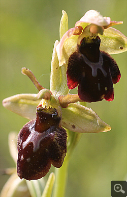 Ophrys fuciflora x Ophrys insectifera, district Göppingen.