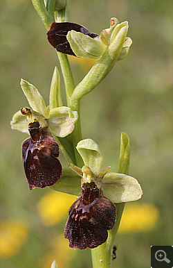 Ophrys fuciflora x Ophrys insectifera, district Göppingen.