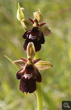 Ophrys fuciflora x Ophrys insectifera, Landkreis Göppingen.