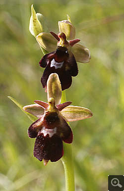 Ophrys fuciflora x Ophrys insectifera, district Göppingen.