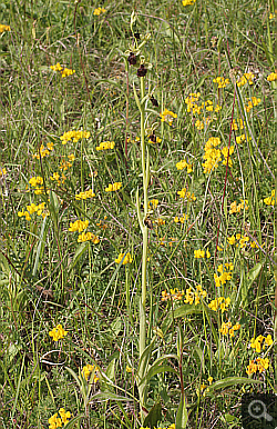 Ophrys fuciflora x Ophrys insectifera, Landkreis Göppingen.