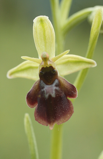 Ophrys fuciflora x Ophrys insectifera, Landkreis Göppingen.