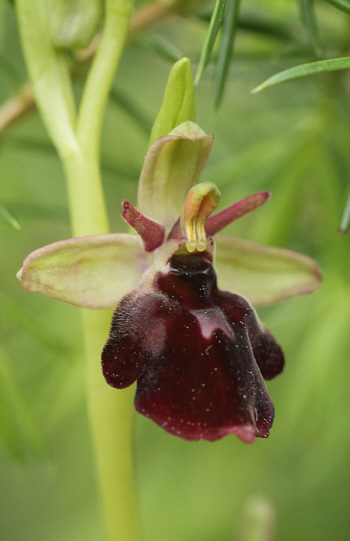 Ophrys fuciflora x Ophrys insectifera, Landkreis Göppingen.