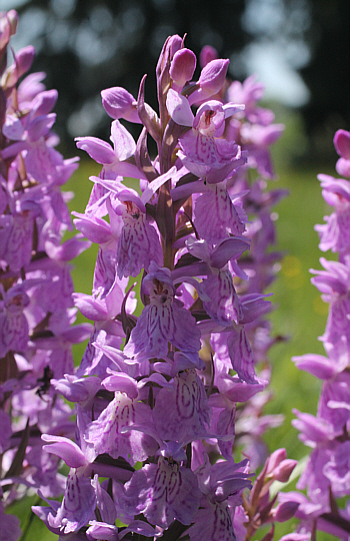 Dactylorhiza fuchsii x Dactylorhiza majalis, Dischingen.