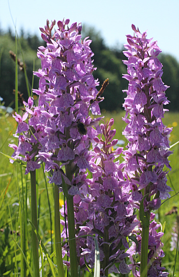 Dactylorhiza fuchsii x Dactylorhiza majalis, Dischingen.