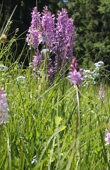 Dactylorhiza fuchsii x Dactylorhiza majalis, Dischingen.