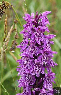 Dactylorhiza fuchsii x Dactylorhiza majalis, Geigelstein.