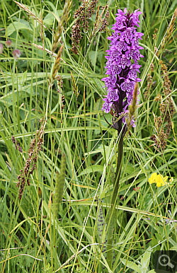 Dactylorhiza fuchsii x Dactylorhiza majalis, Geigelstein.