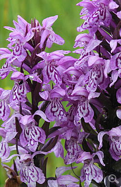 Dactylorhiza fuchsii x Dactylorhiza majalis, Geigelstein.