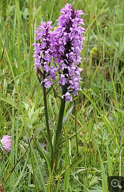 Dactylorhiza fuchsii x Dactylorhiza majalis, Geigelstein.