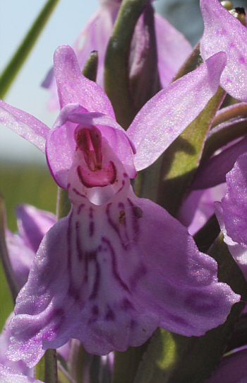 Dactylorhiza fuchsii x Dactylorhiza majalis, Dischingen.