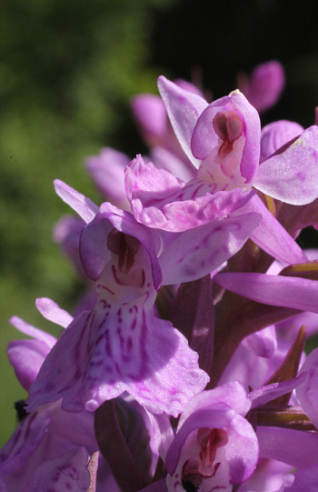 Dactylorhiza fuchsii x Dactylorhiza majalis, Dischingen.