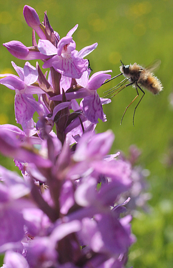 Dactylorhiza fuchsii x Dactylorhiza majalis mit dem Großen Wollschweber (Bombylius major), Dischingen.