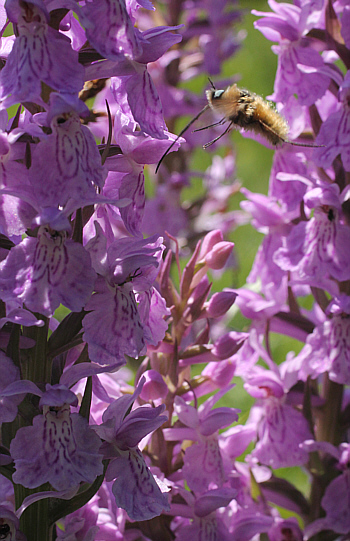 Dactylorhiza fuchsii x Dactylorhiza majalis mit dem Großen Wollschweber (Bombylius major), Dischingen.