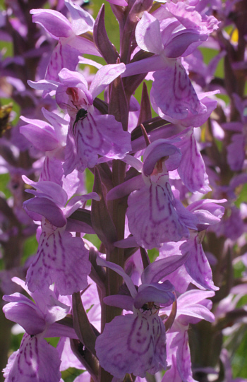 Dactylorhiza fuchsii x Dactylorhiza majalis, Dischingen.