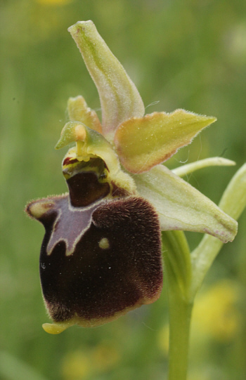 Ophrys fuciflora x Ophrys sphegodes, Kappel.