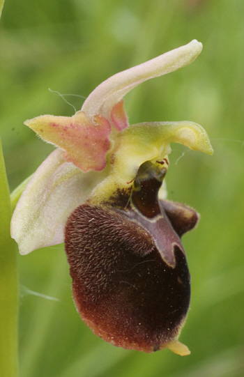 Ophrys fuciflora x Ophrys sphegodes, Kappel.